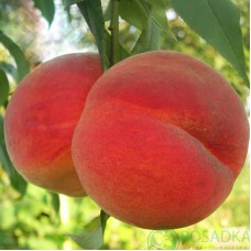 Саджанці персика Рилайнс (привитий) - 1-річний
