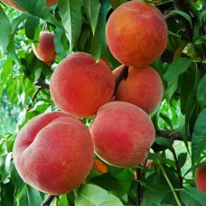 Саджанці персика Санкрест (привитий) - 1-річний