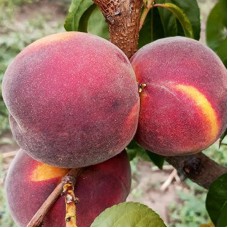 Саджанці персика Сенсейшн (привитий) - 1-річний