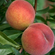 Саджанці персика Серпневий (привитий) - 1-річний