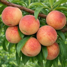 Саджанці персика Сонячний (привитий) - 1-річний