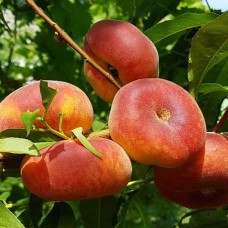 Саджанці персика Світ Рінг (привитий) - 1-річний