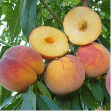 Саджанці персика Твард Тардив Т2 (привитий) - 1-річний