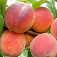 Саджанці персика Твард Тардив Т3 (привитий) - 1-річний