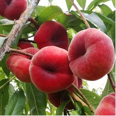 Саджанці персика Уфо 2 (привитий) - 1-річний