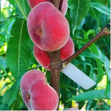 Саджанці персика Уфо 4 (привитий) - 1-річний