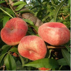 Саджанці персика Уфо 5 (привитий) - 1-річний