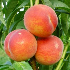 Саджанці персика Вайн Голд Т3 (привитий) - 1-річний