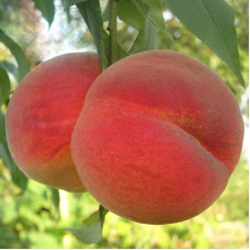 Саджанці персика Вардені (привитий) - 1-річний