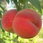 Саджанці персика Вардені (привитий) - 1-річний