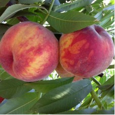 Саджанці персика Вавиловський (привитий) - 1-річний