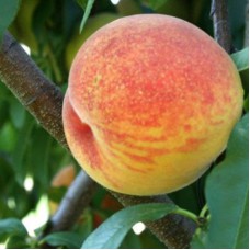 Саджанці персика Віргіл Т4 (привитий) - 1-річний