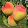 Саджанці персика Вулкан Т1 (привитий) - 2-річний