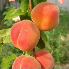 Саджанці персика Золотий Ювілей (привитий) - 1-річний