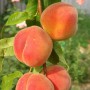 Саджанці персика Золотий Ювілей (привитий) - 2-річний