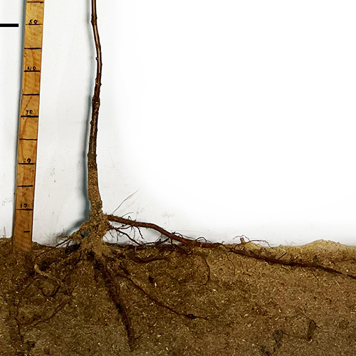 Саджанці плуота Флавор Супреме (привитий) - 1-річний