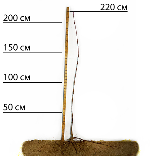 Саджанці плуота Флавор Супреме (привитий) - 1-річний