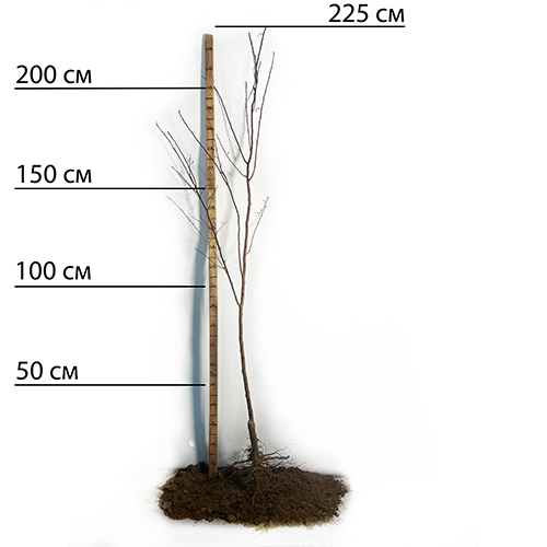 Саджанці плуота Флавор Квін (привитий) - 2-річний