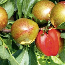 Саджанці плуота Флавор Супреме (привитий) - 1-річний