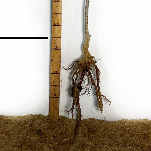 Саджанці сливи Стенлей (привитий) - 1-річний