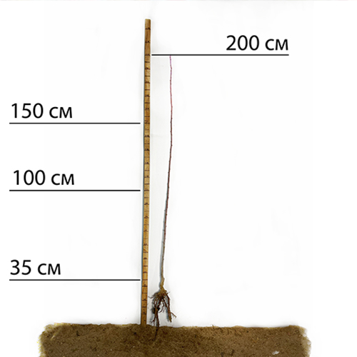 Саджанці сливи Стенлей (привитий) - 1-річний
