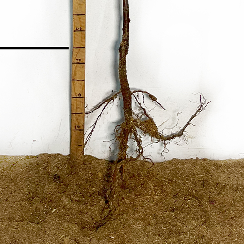 Саджанці сливи Пісарді (привитий) - 2-річний