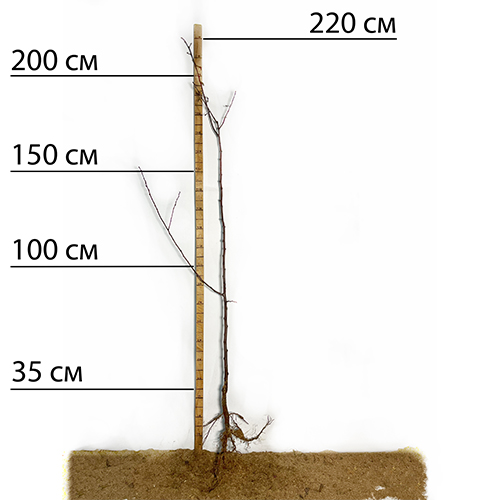 Саджанці сливи Пісарді (привитий) - 2-річний