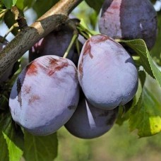 Саджанці сливи Амерс (привитий) - 1-річний