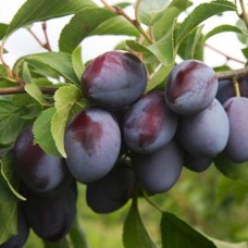 Саджанці сливи Богатир (привитий) - 1-річний