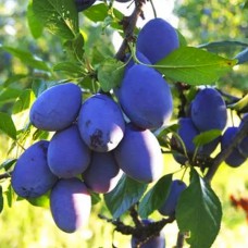 Саджанці сливи Чачакська Ліпотика (привитий) - 1-річний