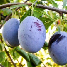 Саджанці сливи Герман (привитий) - 1-річний