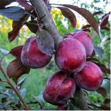 Саджанці сливи Голлівуд (привитий) - 1-річний