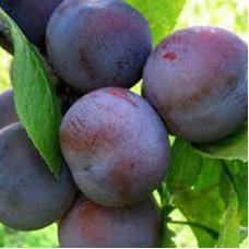 Саджанці сливи Євразія 21 (привитий) - 1-річний