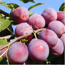 Саджанці сливи Ісполінська (привитий) - 1-річний