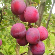 Саджанці сливи Ювілейна (привитий) - 1-річний