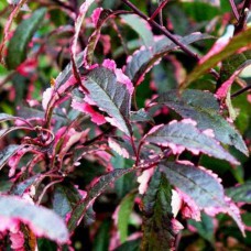 Саджанці сливи Хесея (привитий) - 1-річний