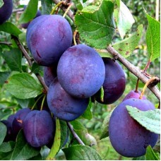 Саджанці сливи Кубанська (привитий) - 1-річний