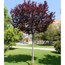 Саджанці сливи на штамбі Хесея (привитий)