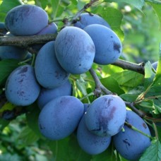 Саджанці сливи Олена (привитий) - 1-річний