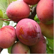 Саджанці сливи Опал (привитий) - 1-річний