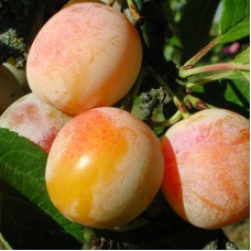 Саджанці сливи Персикова (привитий) - 1-річний