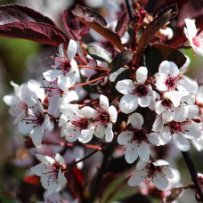 Саджанці сливи Пісарді (привитий) - 1-річний