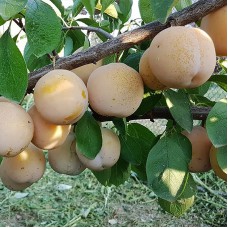 Саджанці сливи Ренклод Білий (привитий) - 1-річний