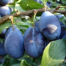 Саджанці сливи Стенлей (привитий) - 1-річний