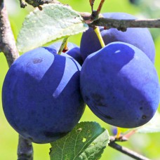 Саджанці сливи Топ Фіт (привитий) - 1-річний