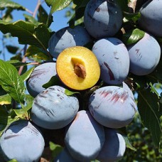 Саджанці сливи Топ Гігант Плюс (привитий) - 1-річний