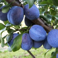 Саджанці сливи Топ Хіт (привитий) - 1-річний