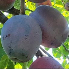 Саджанці сливи Угорка (привитий) - 1-річний