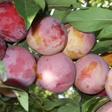 Саджанці сливи Улюблениця Султана (привитий) - 1-річний