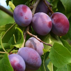 Саджанці сливи Віжен (привитий) - 1-річний